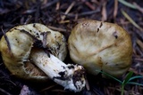 Cortinarius pinguis image