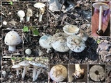 Amanita brunnescens image