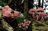 Mycena clarkeana image