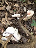 Laetiporus cincinnatus image