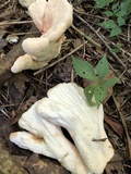 Laetiporus cincinnatus image