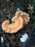 Laetiporus cincinnatus image