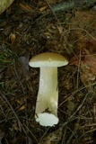 Boletus nobilis image