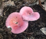 Russula rosea image