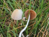 Conocybe apala image