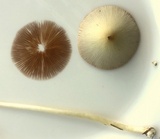Conocybe apala image