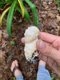 Hypomyces hyalinus image