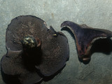 Sarcodon fuscoindicus image