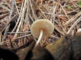 Baeospora myosura image