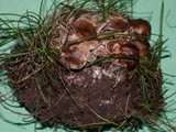 Clitocybe sclerotoidea image