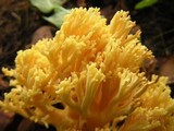 Ramaria flava image