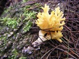 Ramaria flava image