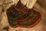 Phellinus robiniae image