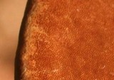 Phellinus robiniae image