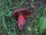 Boletus erythropus image