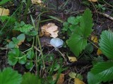 Stropharia aeruginosa image