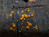Dacrymyces stillatus image