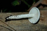 Hygrophorus eburneus image