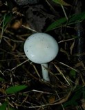 Hygrophorus eburneus image