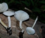 Hygrophorus eburneus image