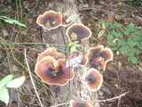 Royoporus badius image