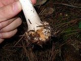 Amanita porphyria image