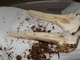 Amanita porphyria image