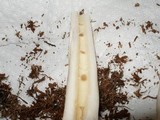 Amanita porphyria image