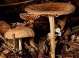 Gymnopus peronatus image