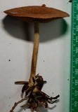 Gymnopus peronatus image
