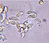 Gymnopus peronatus image