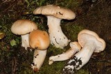 Hygrophorus pudorinus image
