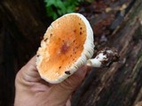 Leucoagaricus rubrotinctus image