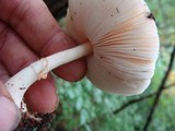 Leucoagaricus rubrotinctus image