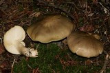 Tricholoma saponaceum image