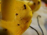 Boletus curtisii image