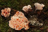 Hydnellum peckii image