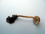Flammulaster muricata image