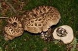 Sarcodon imbricatus image