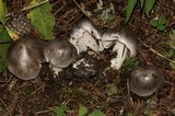 Tricholoma portentosum image