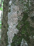 Globifomes graveolens image