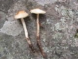 Hymenopellis megalospora image