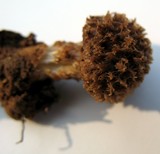 Inocybe hystrix image