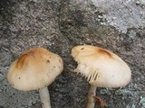 Hymenopellis megalospora image