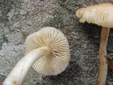 Hymenopellis megalospora image