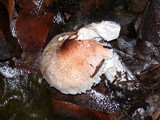 Lepiota magnispora image