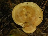 Clitocybe martiorum image