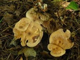 Clitocybe martiorum image