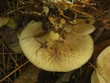 Clitocybe martiorum image