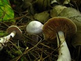 Cortinarius alboviolaceus image